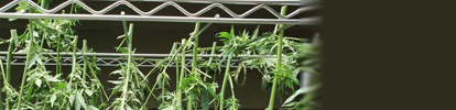 Cannabis Drying Racks